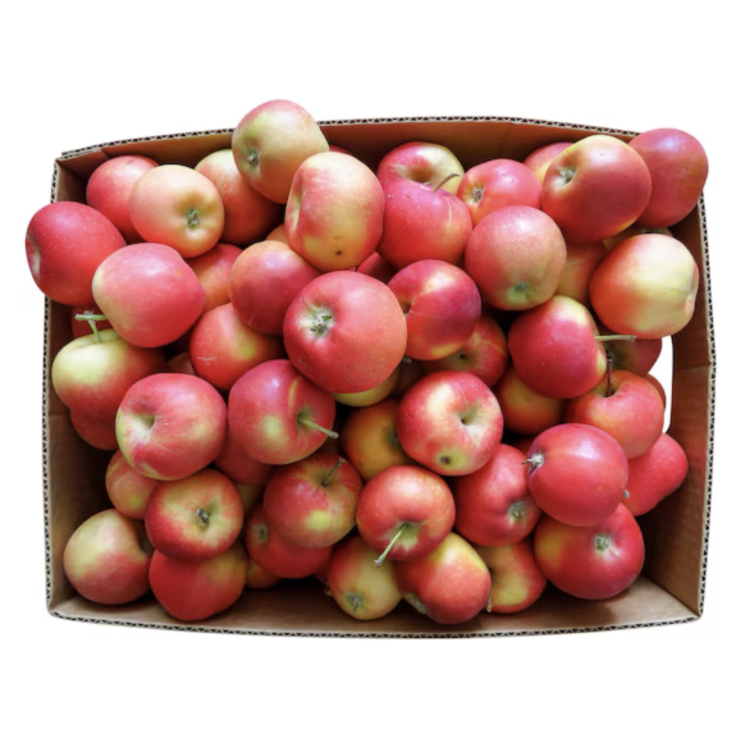Pomme rouge carton