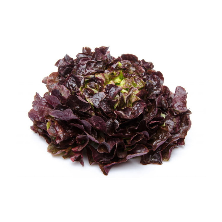 Feuille de chêne rouge